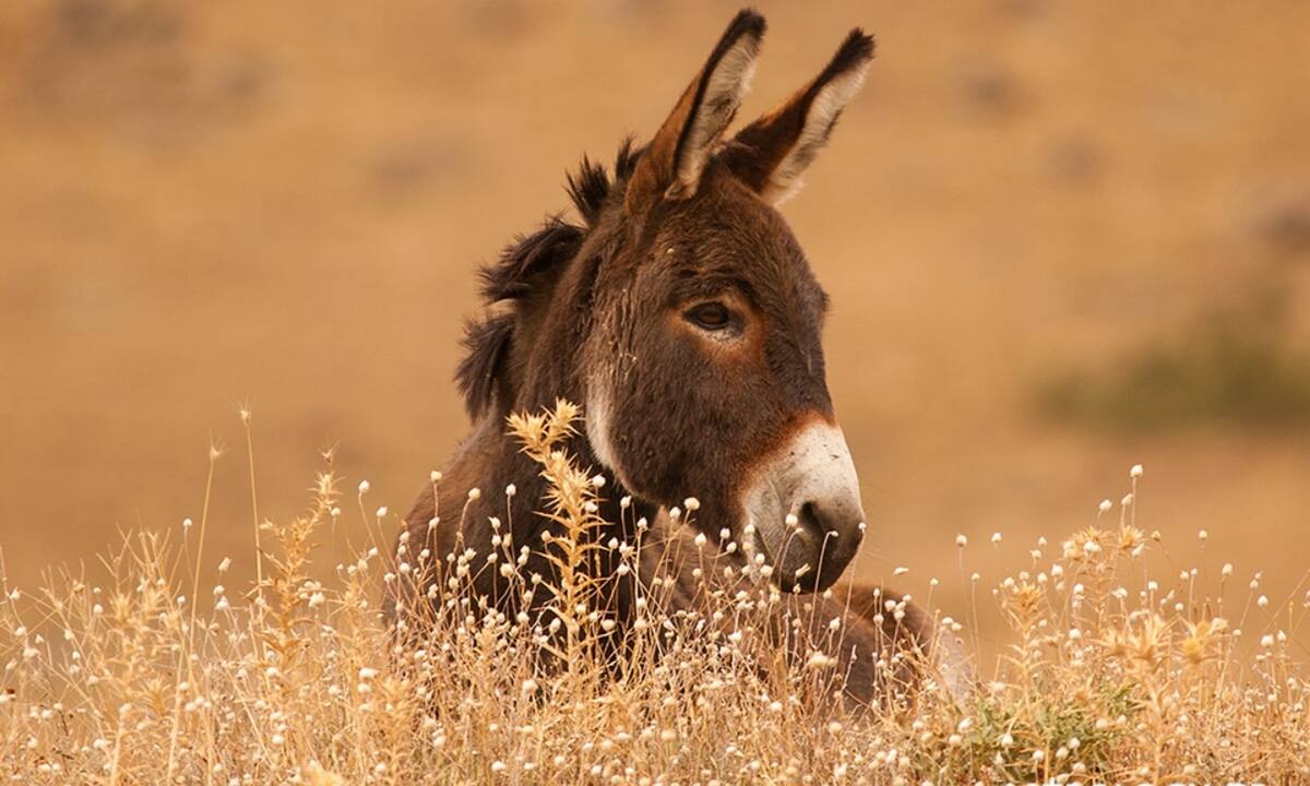 Διάβασε ΔΩΡΕΑΝ την προσωπική σου πρόβλεψη, για σήμερα 12/06/2021