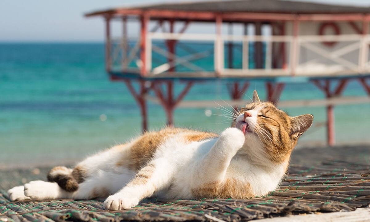 Διάβασε ΔΩΡΕΑΝ την προσωπική σου πρόβλεψη, για σήμερα 20/06/2021