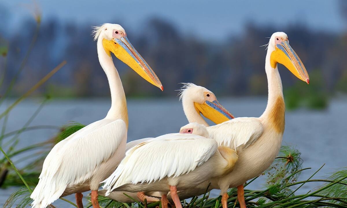 Διάβασε ΔΩΡΕΑΝ την προσωπική σου πρόβλεψη, για σήμερα 30/06/2021