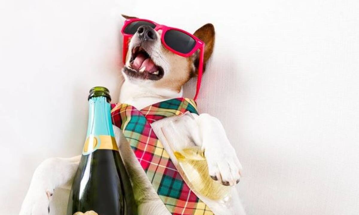 Εσείς ψηφίσατε τα ζώδια που κάνουν τα χειρότερα μεθύσια