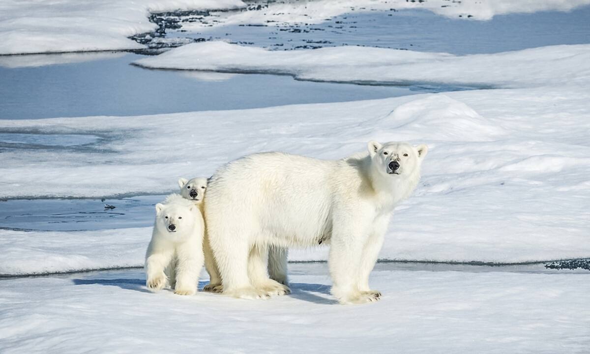 Πόσους μήνες μένει χωρίς φαγητό μια πολική αρκούδα όταν θηλάζει;
