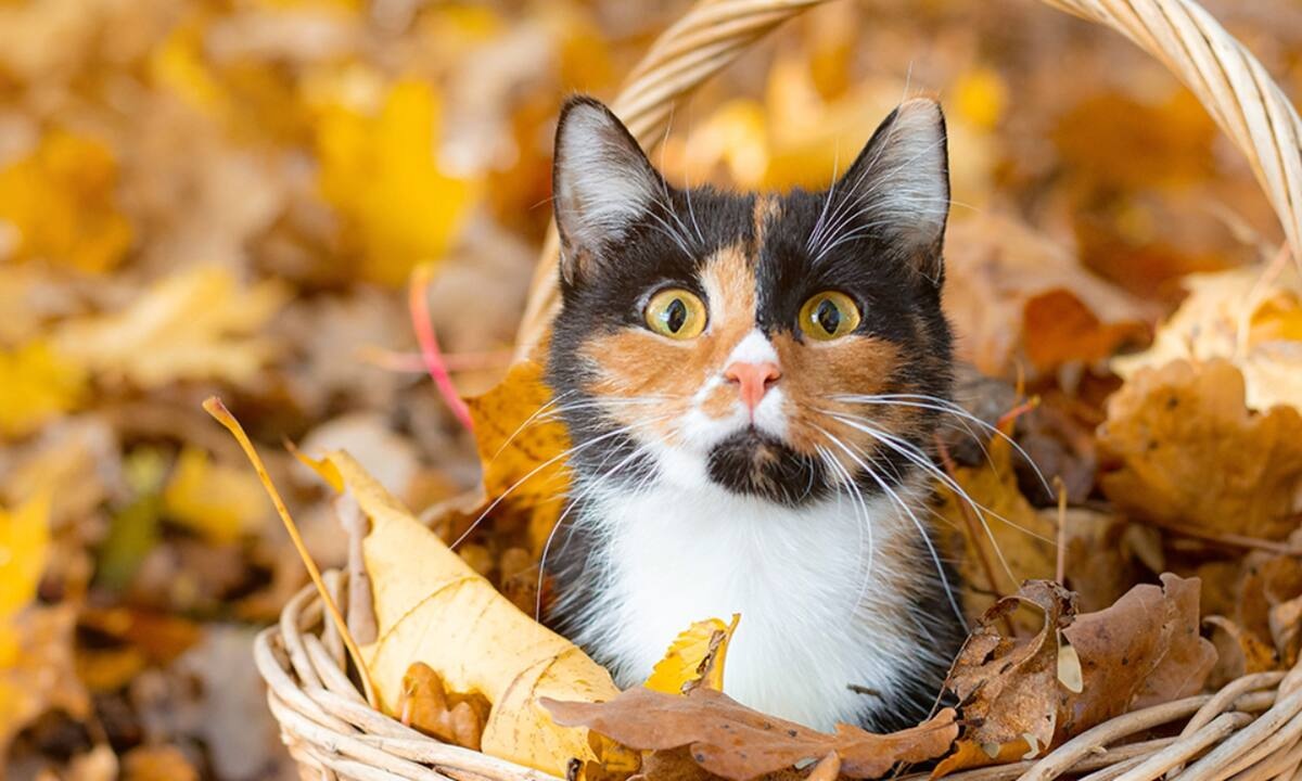 Διάβασε ΔΩΡΕΑΝ την προσωπική σου πρόβλεψη, για σήμερα 22/10/2021