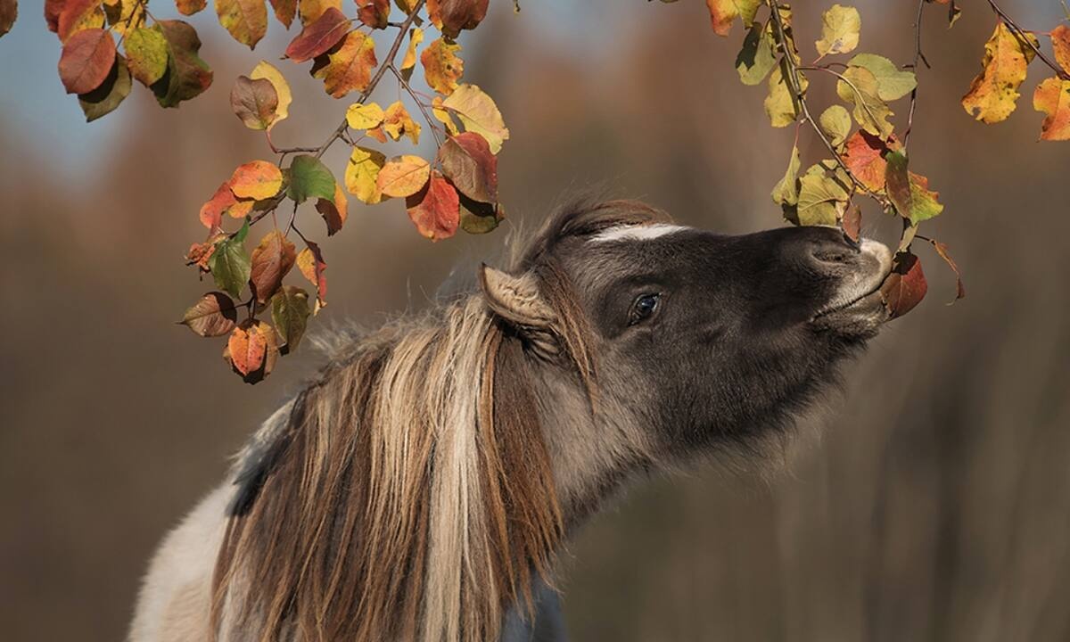 Διάβασε ΔΩΡΕΑΝ την προσωπική σου πρόβλεψη, για σήμερα 24/10/2021