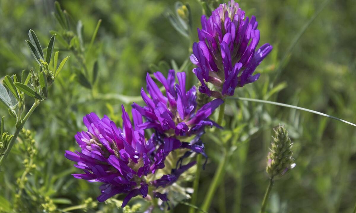 6 βότανα που προστατεύουν το αναπνευστικό σύστημα (βίντεο)