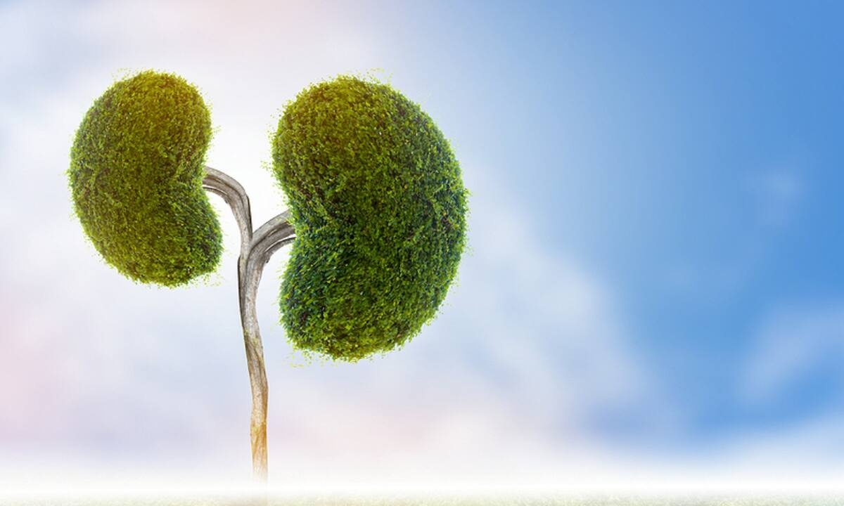 Πέτρες στα νεφρά: Πώς θα αποφύγετε τον σχηματισμό τους (εικόνες)