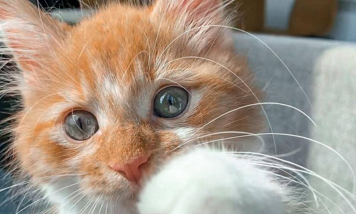 Σκέφτεσαι να αποκτήσεις γάτα; Όσα πρέπει να ξέρεις