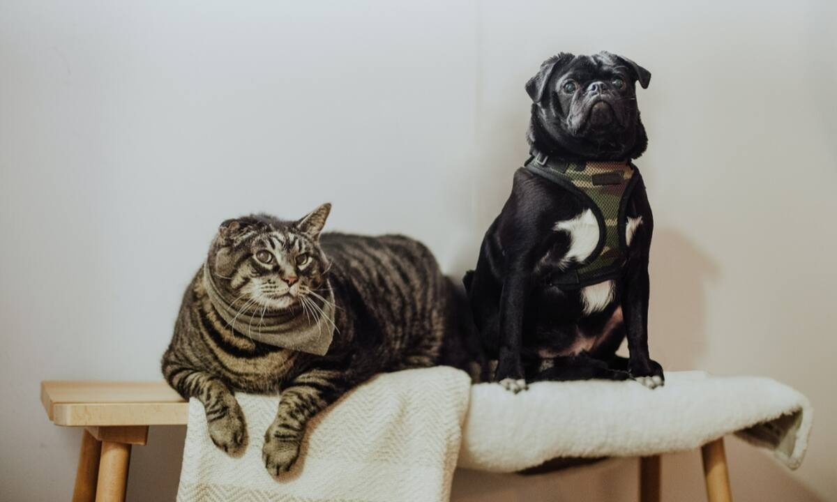 Δείτε πού κρύφτηκε η γάτα για να μην την βρει ο σκύλος (vid)