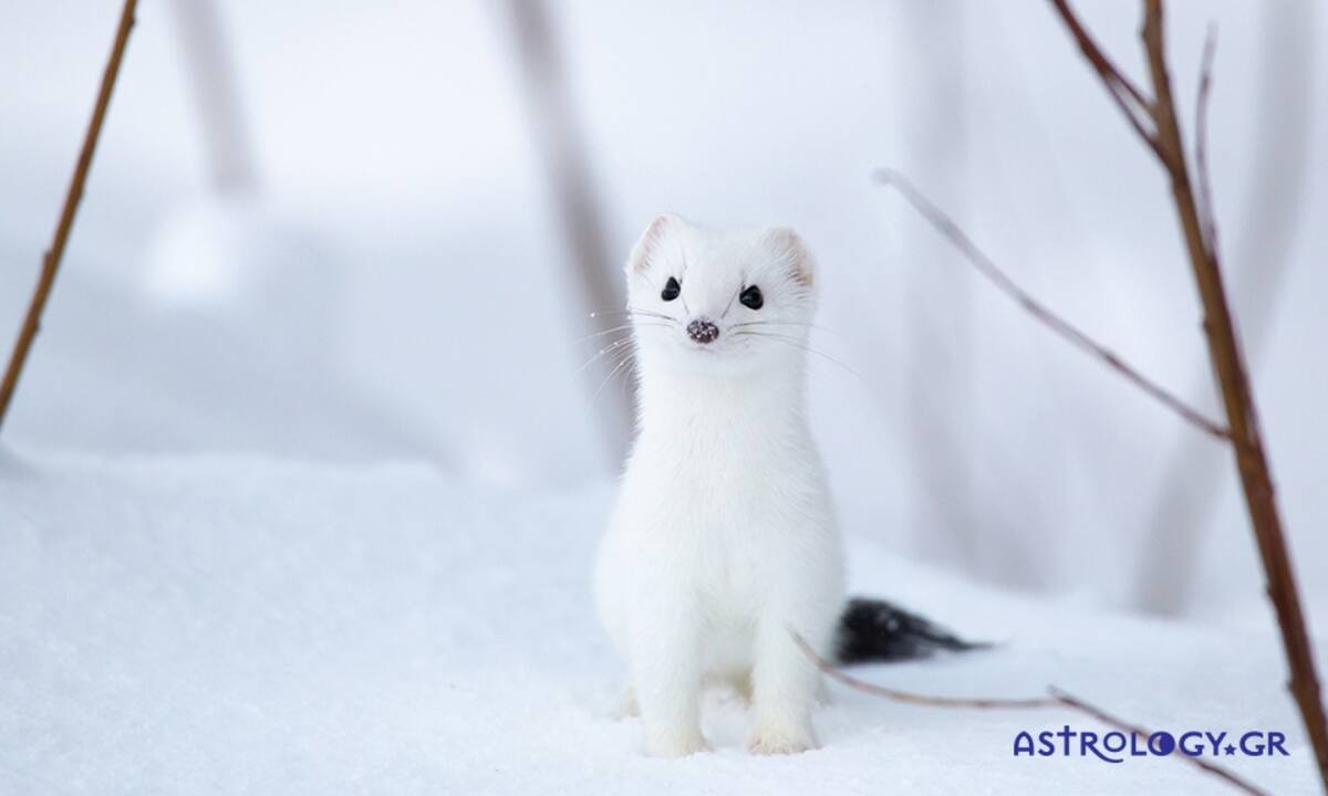 Διάβασε ΔΩΡΕΑΝ την προσωπική σου πρόβλεψη, για σήμερα 20/12/2021