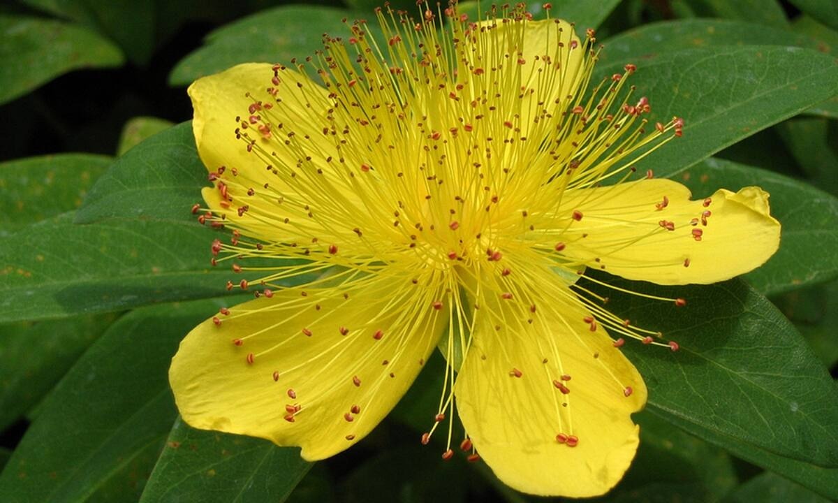 Το φυτό που καταπολεμά το άγχος και τα συμπτώματα της κατάθλιψης (video)