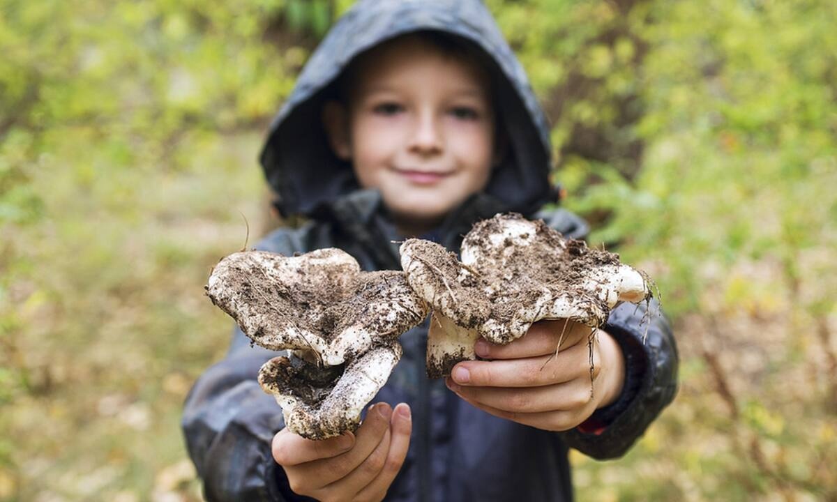 Μανιτάρια: Επτά οφέλη για την υγεία σας