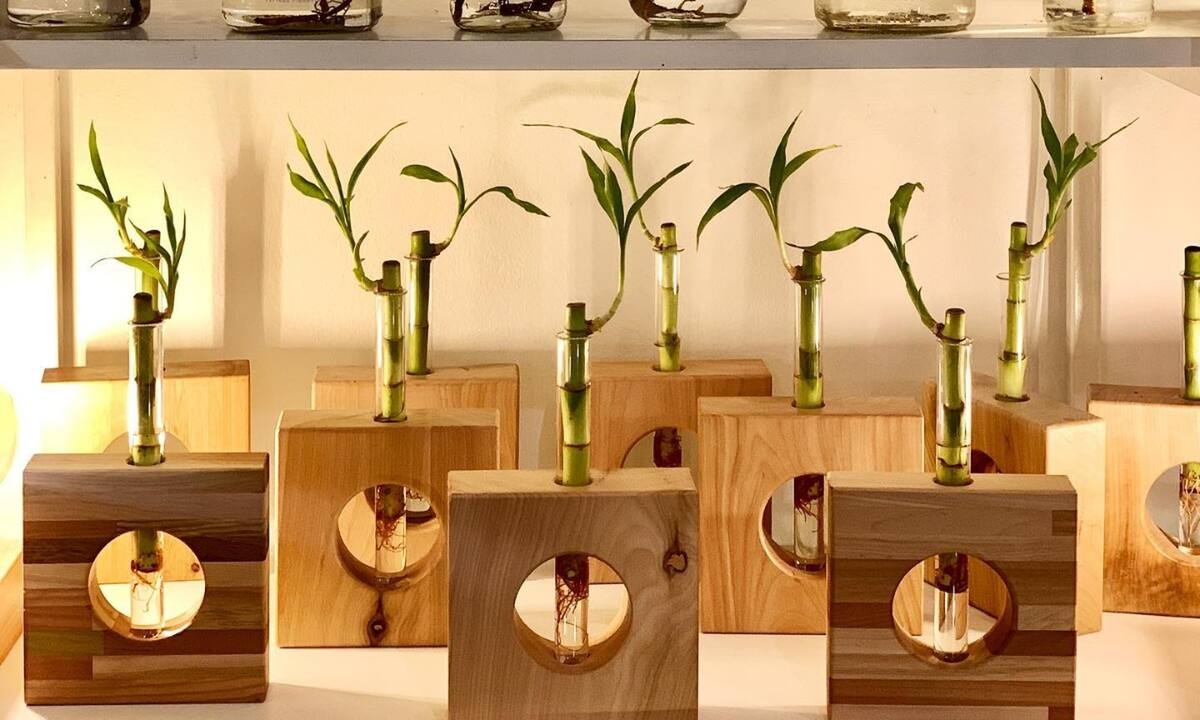 Ένα βάζο και νερό αρκούν! 5 φυτά που μπορείς να φυτέψεις για να ομορφύνεις τον χώρο σου