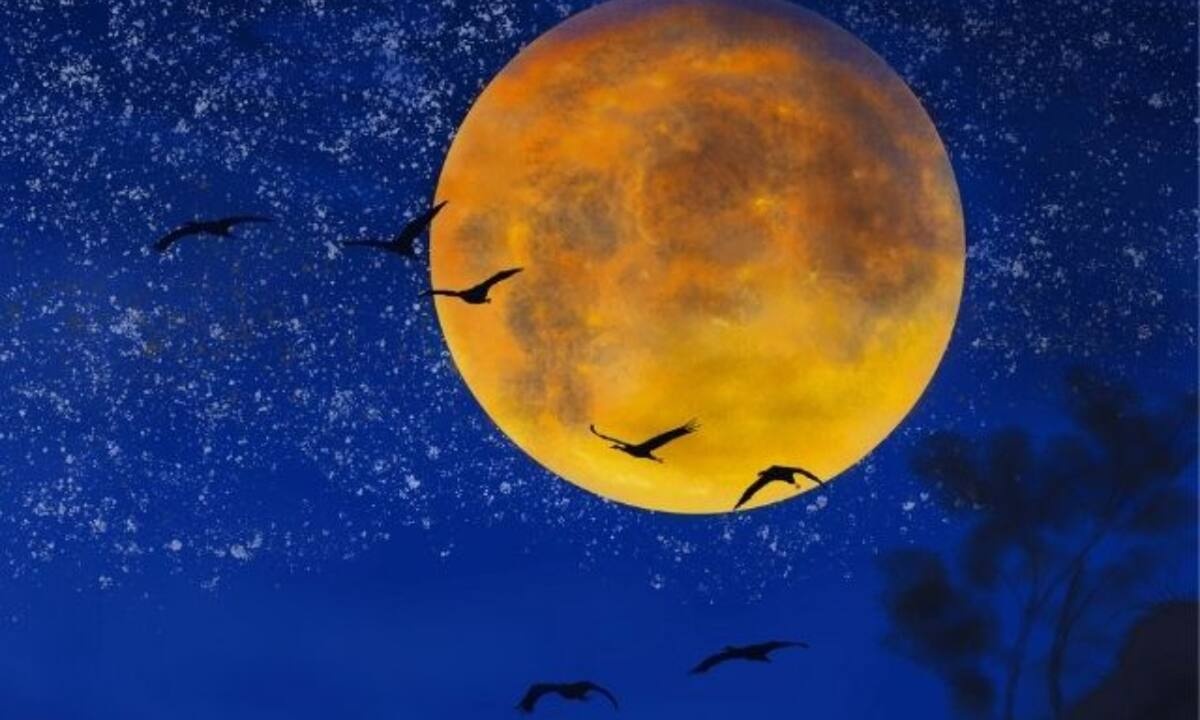 Σήμερα 16/02: Πανσέληνος στον Λέοντα-Μην καβαλήσεις το καλάμι!