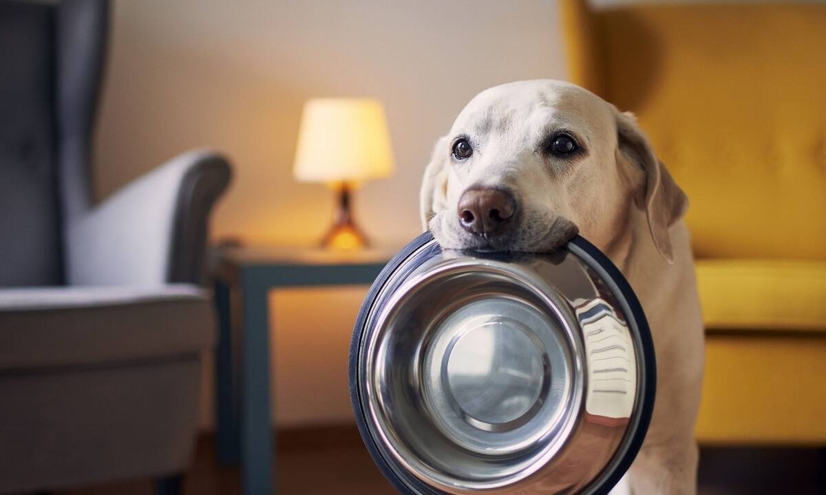 Ο μη επαρκής καθαρισμός του μπολ σκύλου εγκυμονεί κινδύνους για κατοικίδια και ιδιοκτήτες