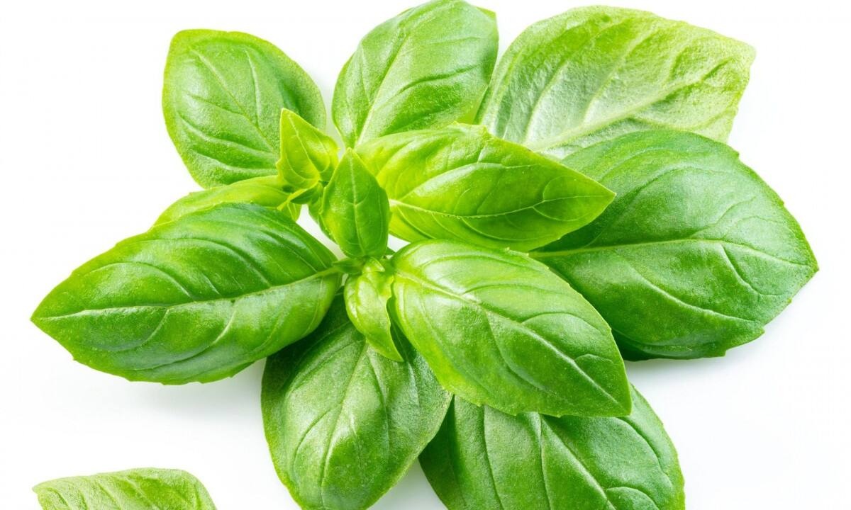 Αφέψημα βασιλικού: Τα οφέλη για την υγεία (video)