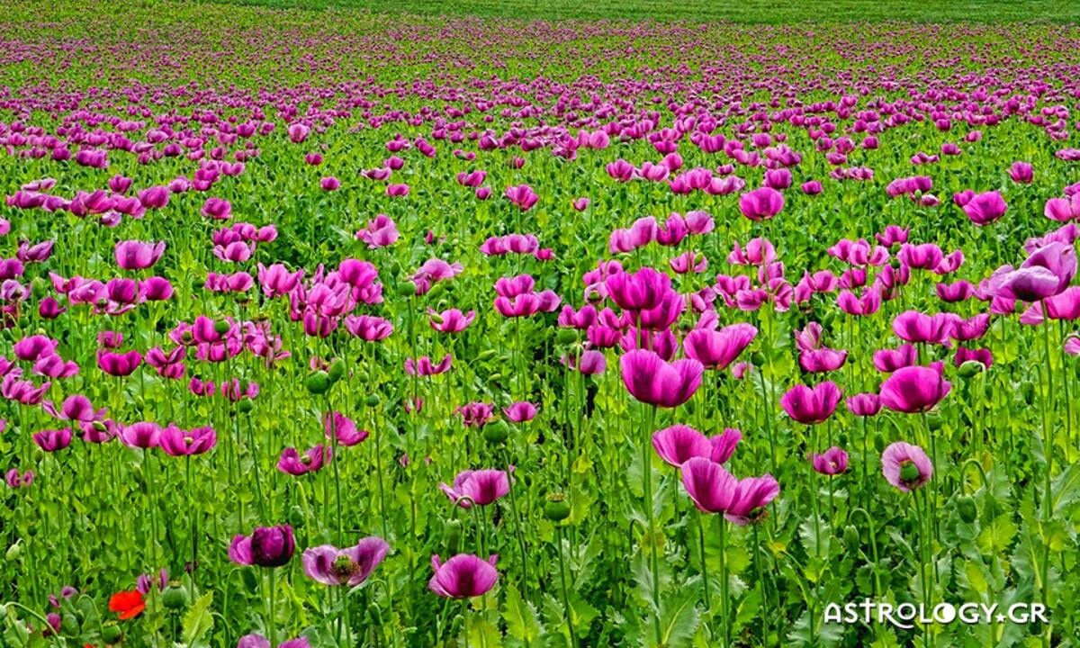 Διάβασε ΔΩΡΕΑΝ την προσωπική σου πρόβλεψη, για σήμερα 24/05/2022