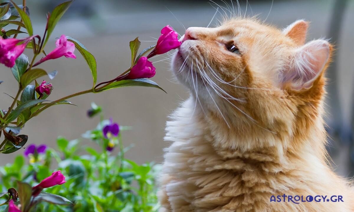 Διάβασε ΔΩΡΕΑΝ την προσωπική σου πρόβλεψη, για σήμερα 25/05/2022