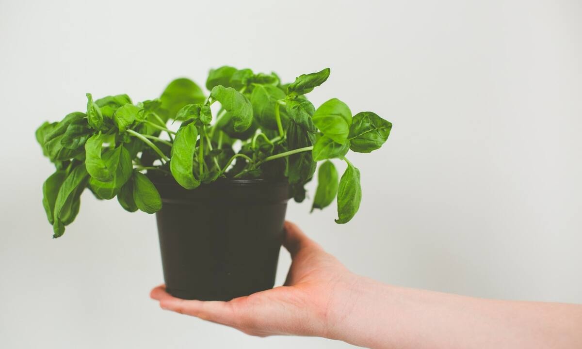 Δέκα φυσικά εντομοαπωθητικά που θα κρατήσουν τα κουνούπια μακριά