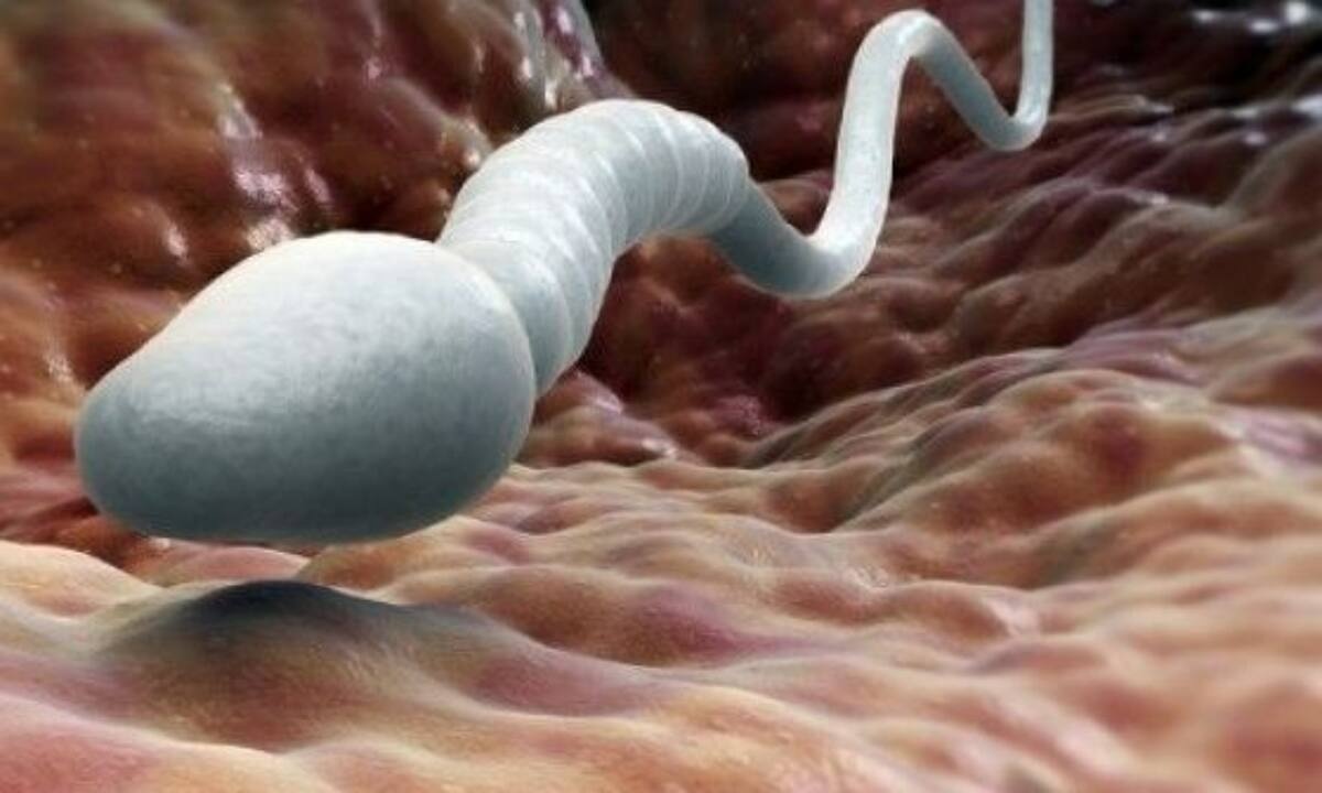 Σε ποια θερμοκρασία καταστρέφεται η ανδρική γονιμότητα