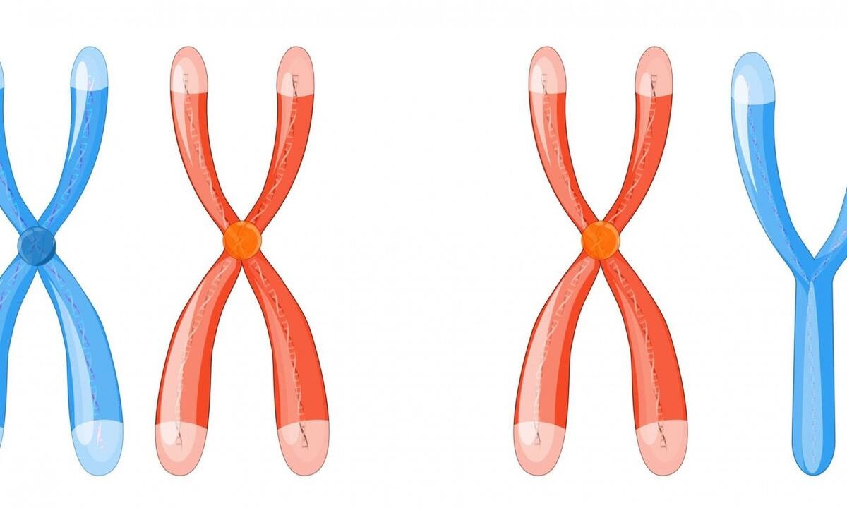 Η απώλεια χρωμοσώματος Υ προκαλεί καρδιακή ανεπάρκεια - μελέτη