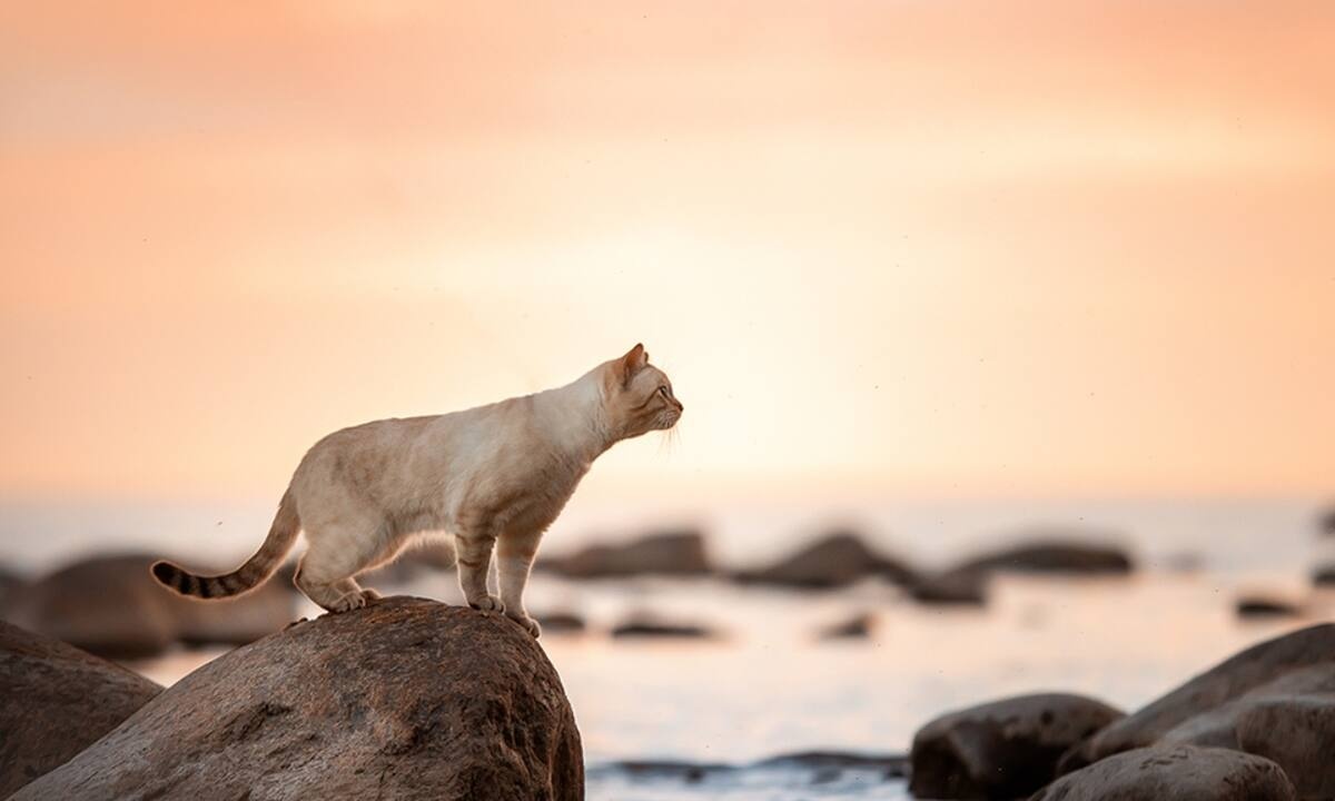 Διάβασε ΔΩΡΕΑΝ την προσωπική σου πρόβλεψη, για σήμερα 20/07/2022