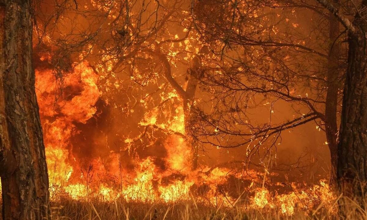 Πύρινος όλεθρος σε Μέγαρα και Σαλαμίνα - Εκκενώνονται οικισμοί, καταγγελίες για εμπρησμούς