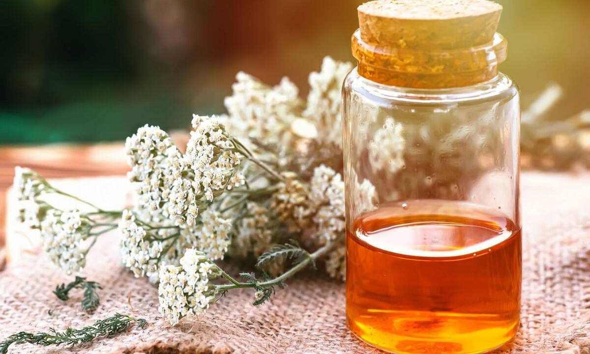 Αχιλλέα: Το βότανο που ανακουφίζει από τους πόνους περιόδου