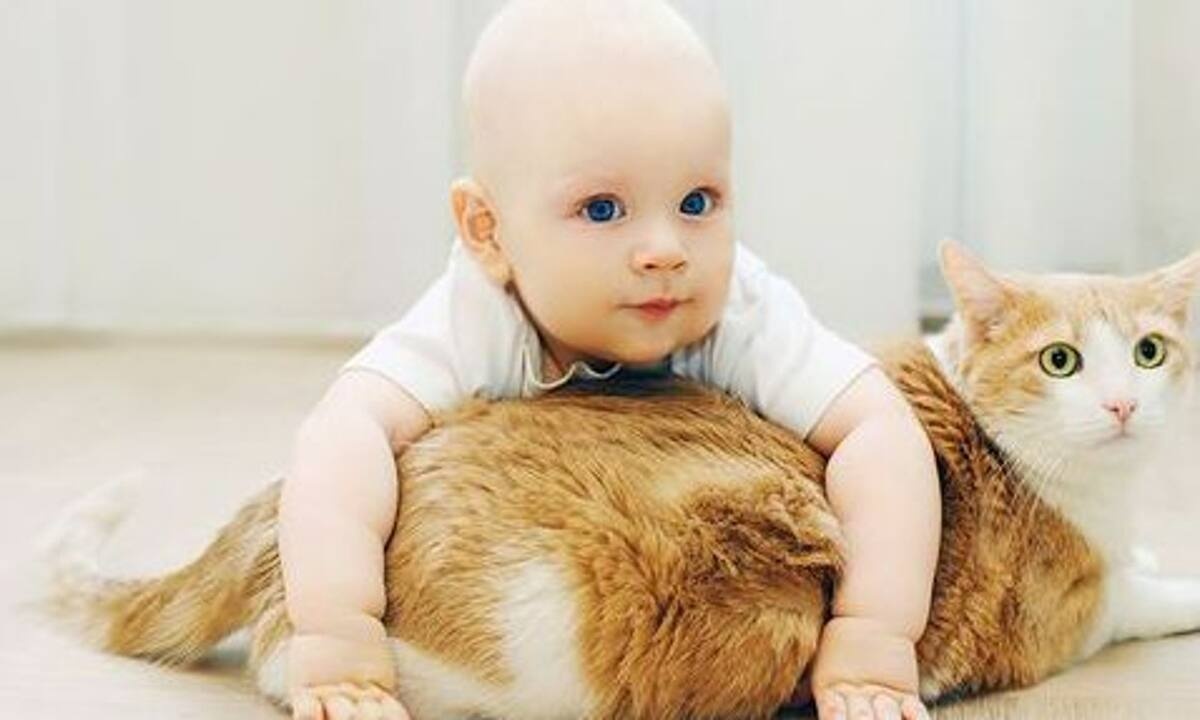 Είχες γάτα όταν ήσουν παιδί; Ίσως αναπτύξεις ψυχωτικό επεισόδιο, σύμφωνα με μελέτη