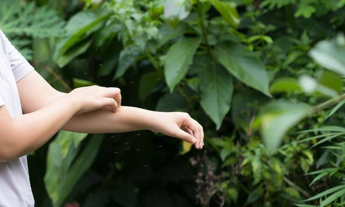 Δεν μπορείτε να σταματήσετε να ξύνεστε μετά από ένα τσίμπημα κουνουπιού; - Πώς θα το αντιμετωπίσετε