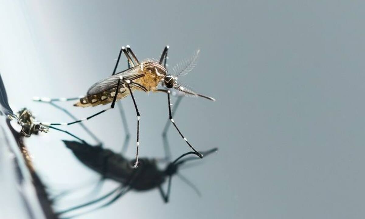 Μπορούν τα κουνούπια να μεταδώσουν τον SARS-CoV-2 στον άνθρωπο;