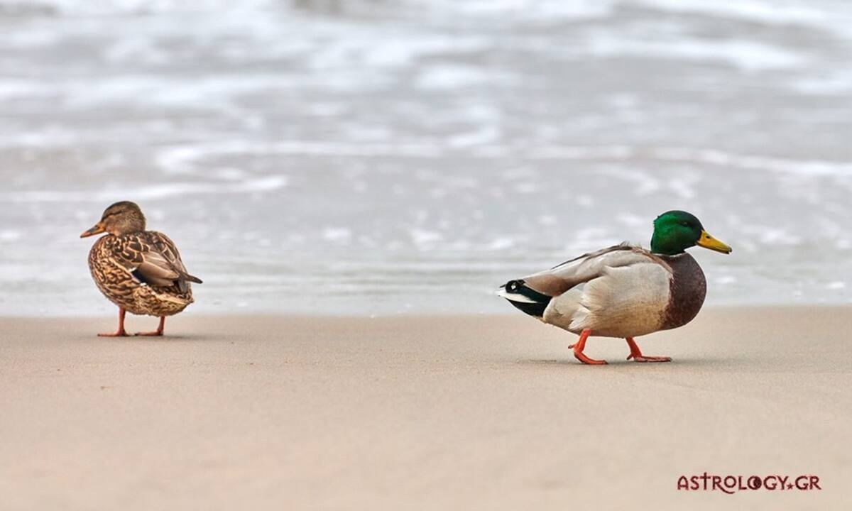 Καρκίνος, Σκορπιός, Ιχθύες: Ιδού ο λόγος που μισούν τους χωρισμούς!