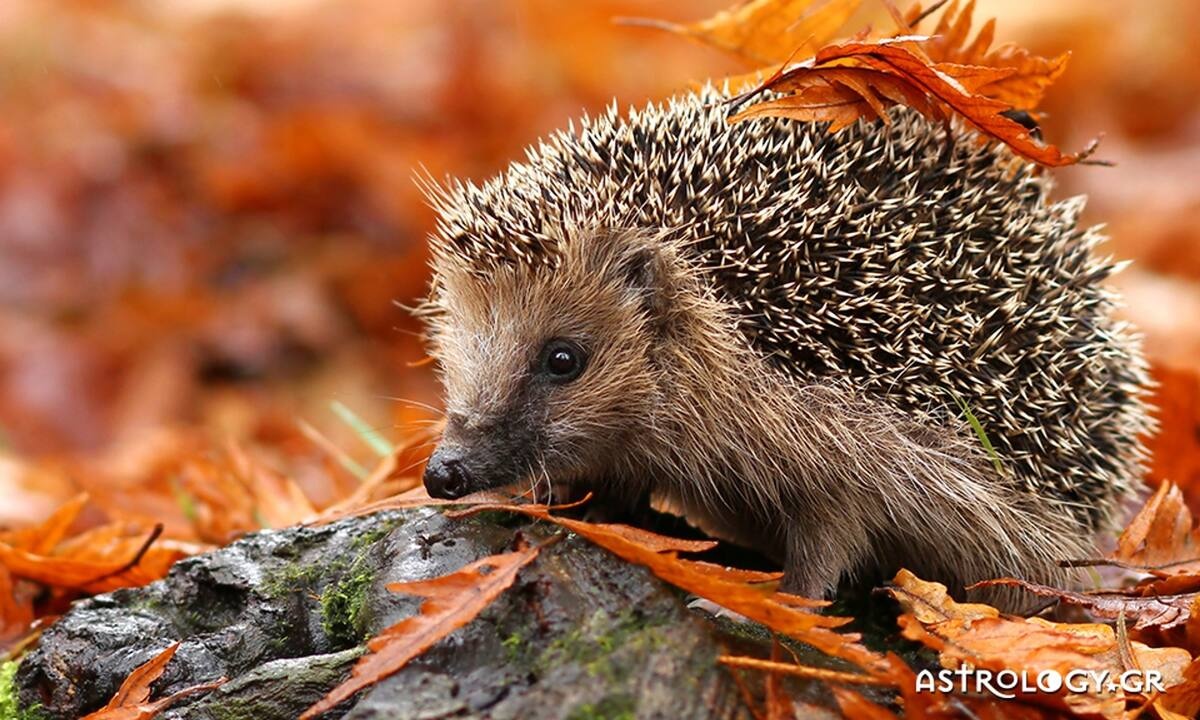 Διάβασε ΔΩΡΕΑΝ την προσωπική σου πρόβλεψη, για σήμερα 30/09/2022