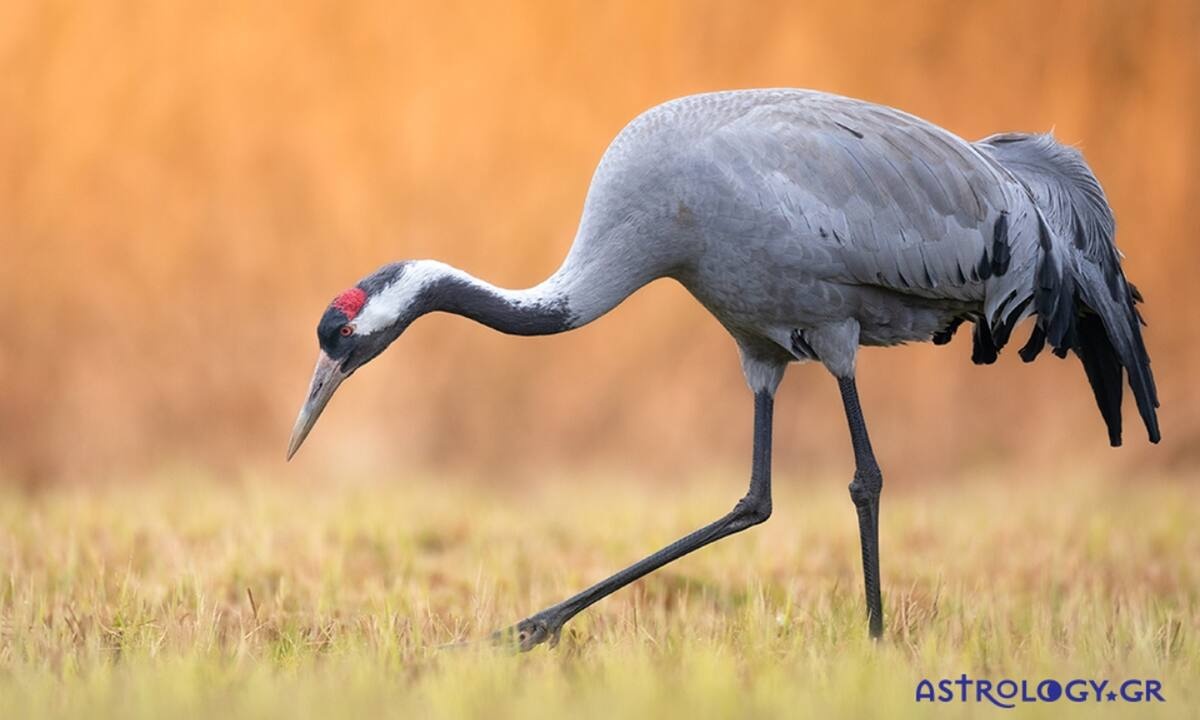 Διάβασε ΔΩΡΕΑΝ την προσωπική σου πρόβλεψη, για σήμερα 29/10/2022