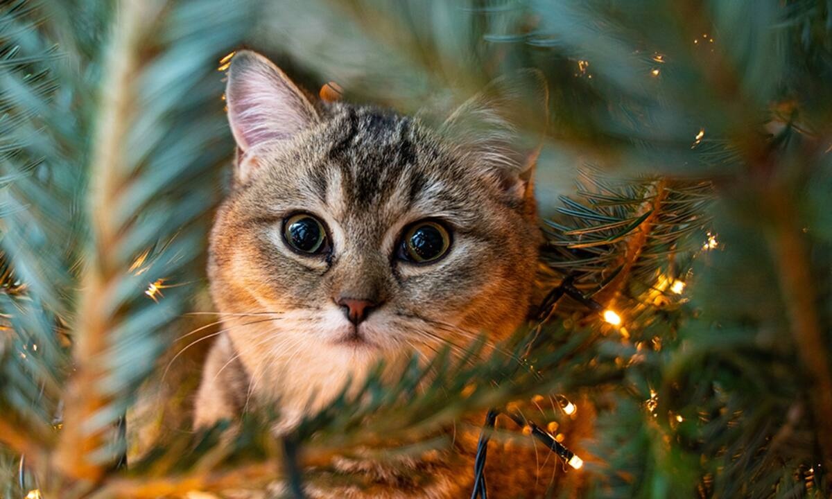 Διάβασε ΔΩΡΕΑΝ την προσωπική σου πρόβλεψη, για σήμερα 25/12/2022