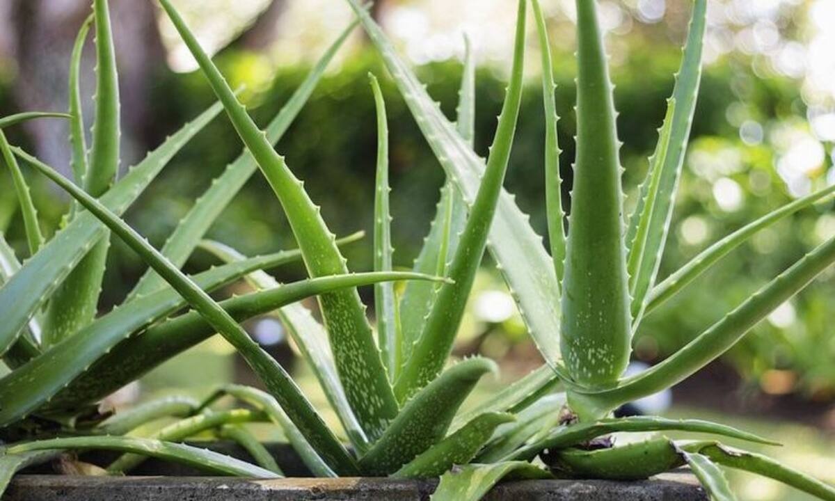 Αλόη: 7 εκπληκτικά οφέλη για την επιδερμίδα σας