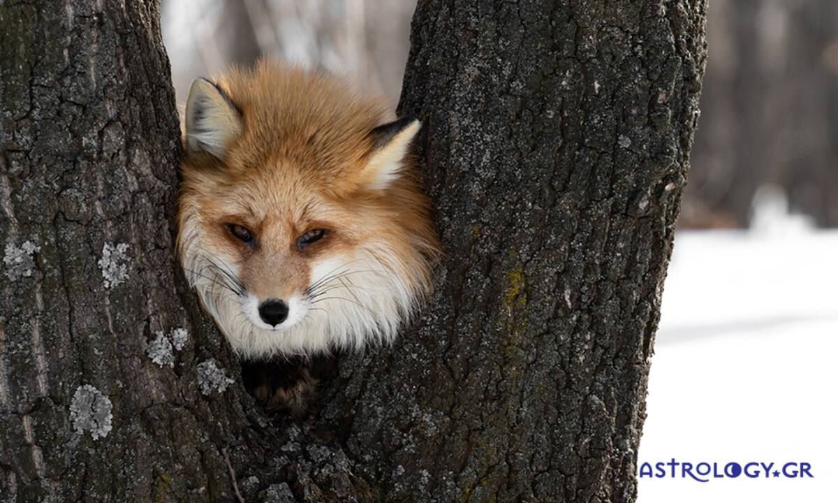 Διάβασε ΔΩΡΕΑΝ την προσωπική σου πρόβλεψη, για σήμερα 11/01/2023
