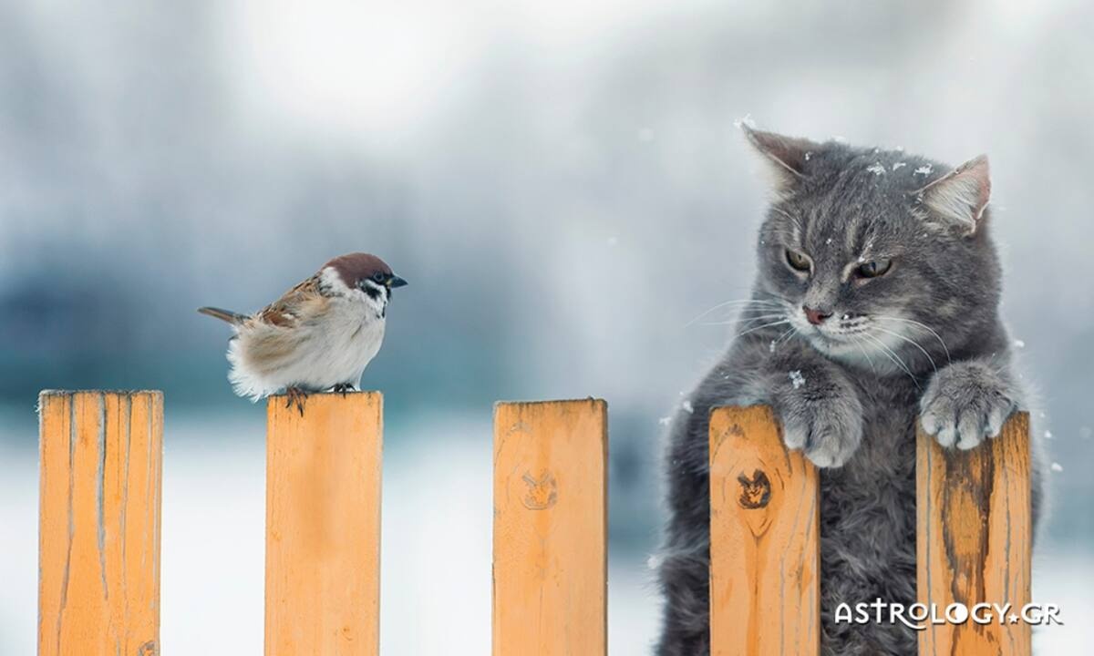 Διάβασε ΔΩΡΕΑΝ την προσωπική σου πρόβλεψη, για σήμερα 15/01/2023
