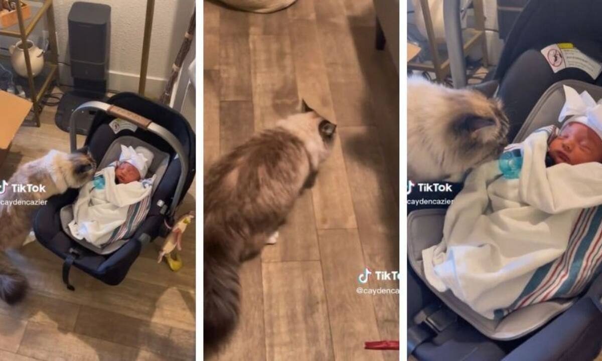 Ζηλιάρα γάτα κάνει εμετό αμέσως μόλις γνωρίζει το μωρό της οικογένειας