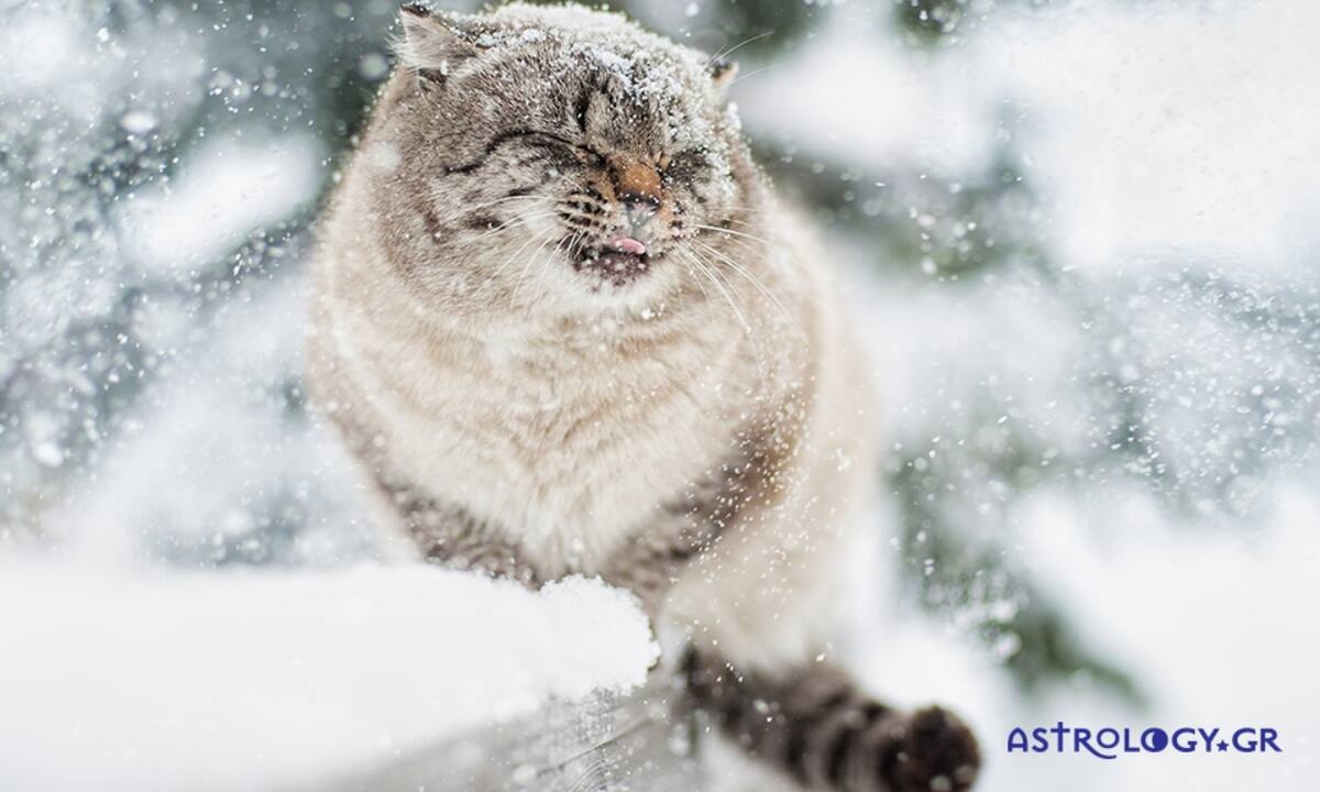 Διάβασε ΔΩΡΕΑΝ την προσωπική σου πρόβλεψη, για σήμερα 13/02/2023