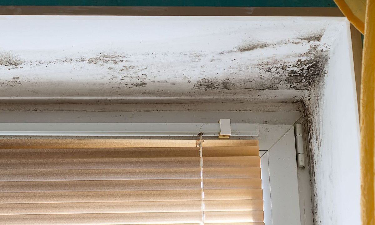 Αλλεργία στη μούχλα: Τα συμπτώματα και τι μπορείτε να κάνετε