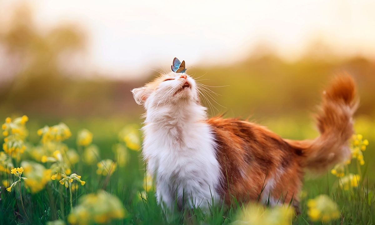 Διάβασε ΔΩΡΕΑΝ την προσωπική σου πρόβλεψη, για σήμερα 11/04/2023