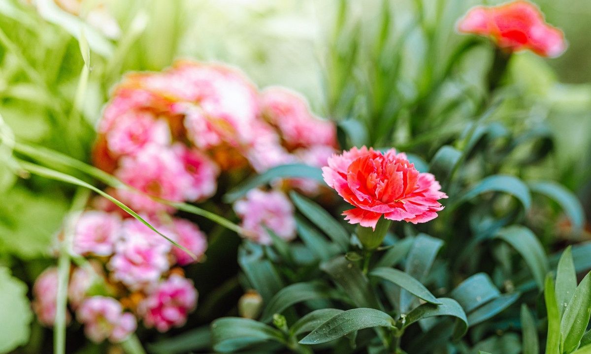 Ανθεκτικά και πολύχρωμα φυτά για το μπαλκόνι σας - Ποια να προτιμήσετε