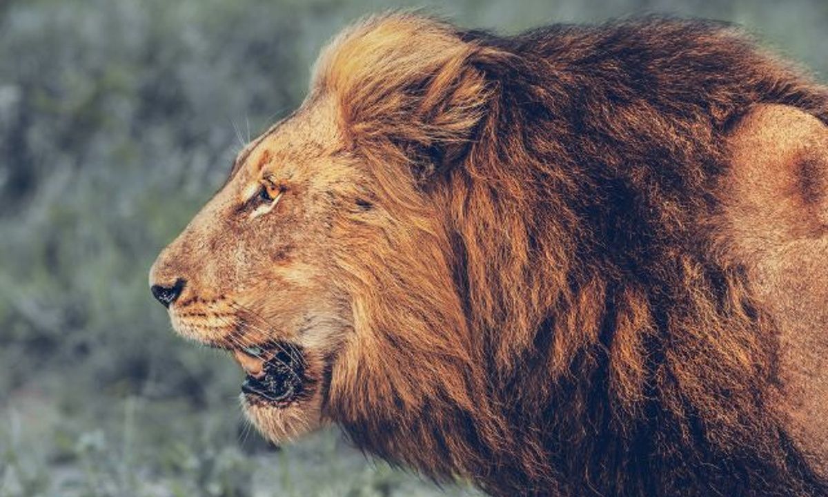 Άρης στον Λέοντα: Ρίξε μια ζαριά καλή!