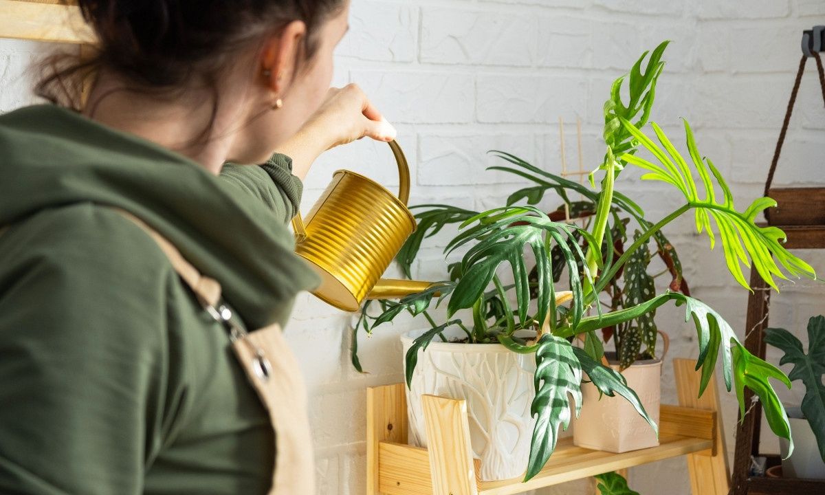 Πρόληψη καρκίνου: Ποια φυτά πρέπει να έχετε στο σπίτι σας