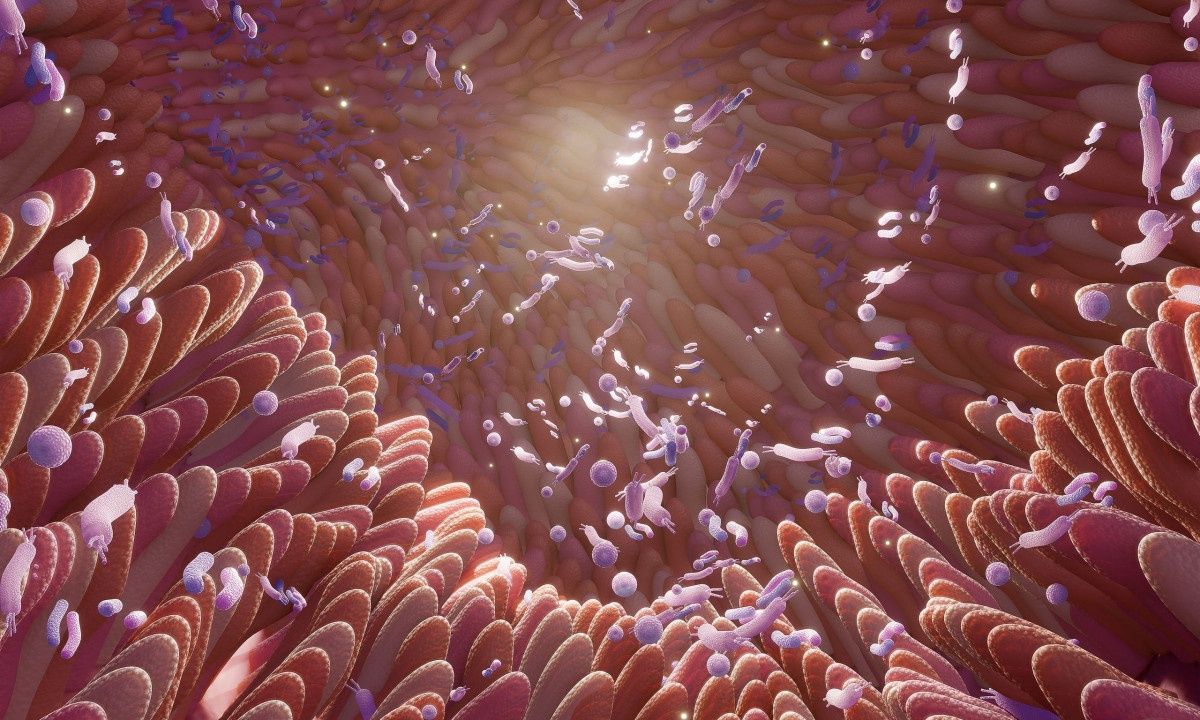 Βακτήρια εντέρου: Ο ρόλος τους στη μακροζωία