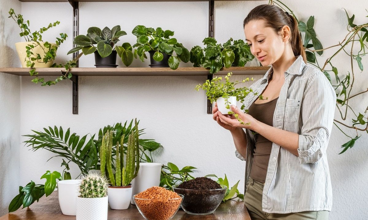 Τα πιο συχνά λάθη που κάνετε στη φροντίδα φυτών εσωτερικού χώρου