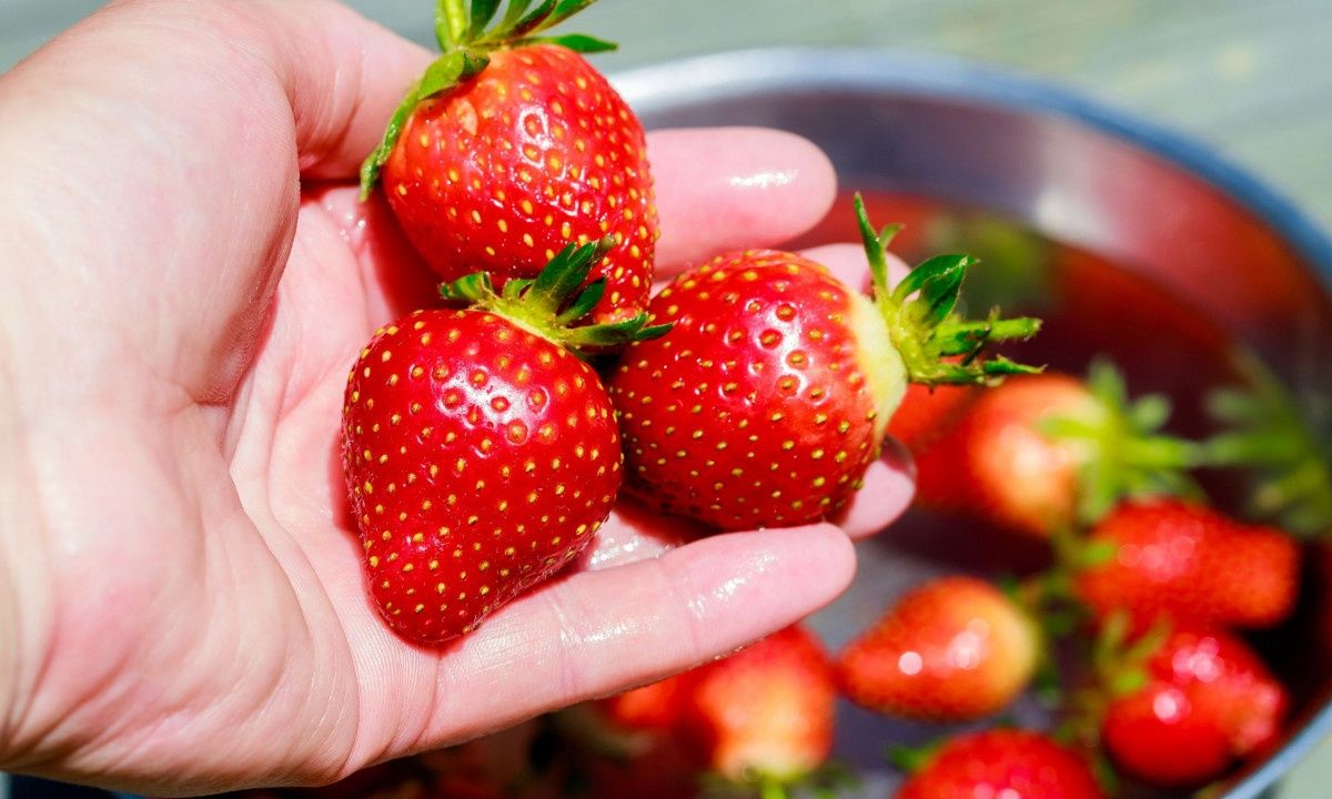 Ο σωστός τρόπος να πλένετε τις φράουλες