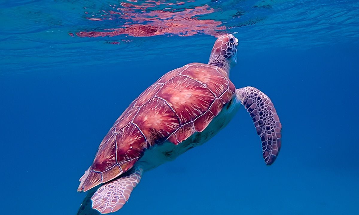 Διάβασε ΔΩΡΕΑΝ την προσωπική σου πρόβλεψη, για σήμερα 20/06/2023