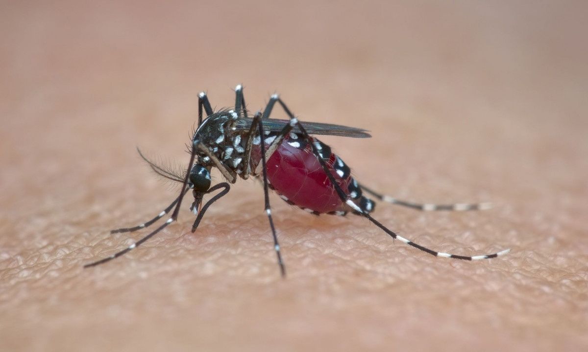 Κουνούπι «τίγρης» και δάγκειος πυρετός: Τι πρέπει να γνωρίζετε