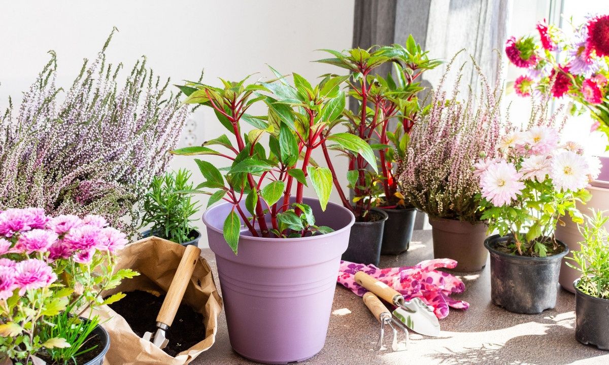 Πέντε ανθεκτικά φυτά που μπορείτε να βάλετε στο μπαλκόνι το καλοκαίρι