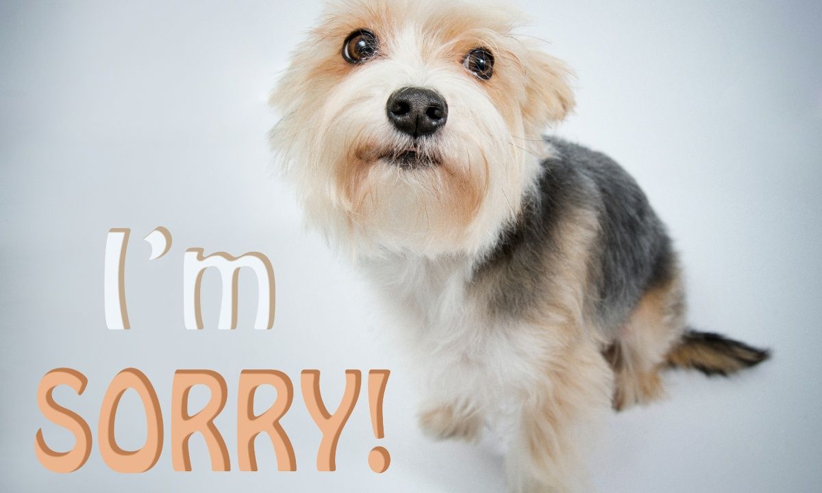 Τα ζώδια που μετά από χρόνια ζητούν συγχώρεση για τα λάθη τους